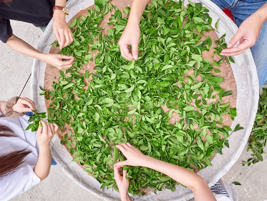 台灣客家茶文化館預約制的新春封茶DIY，可讓全家大小一同體驗茶香文化。 圖：交通部觀光署/提供