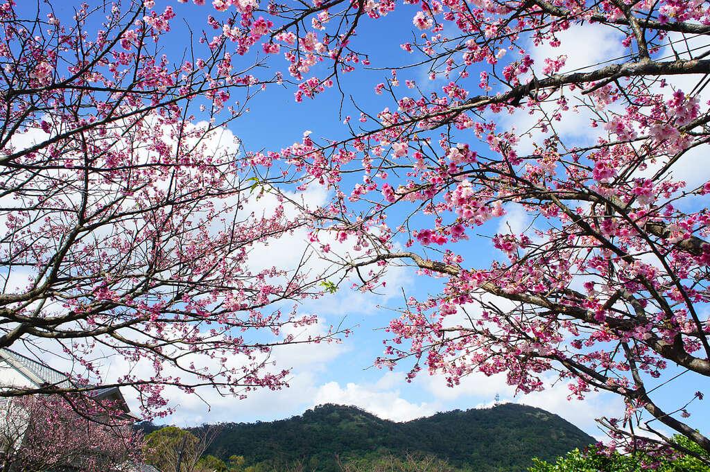 有最浪漫櫻花步道之稱的「平菁街42巷」，同時也是陽明山內最早開花的地點。 圖：取自台北旅遊網