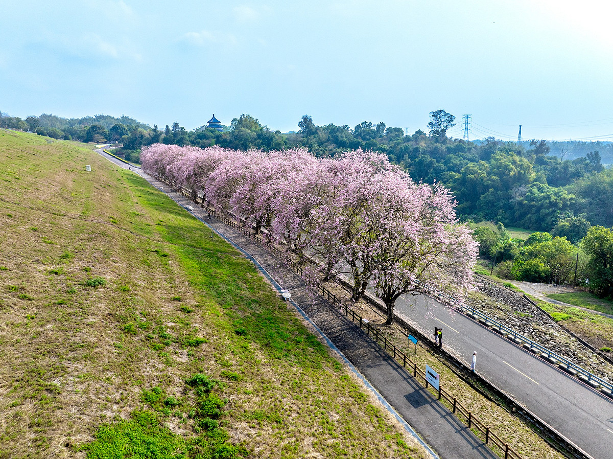 烏山頭水庫風景區是台南獨具特色的賞櫻景點，每年3月「香榭大道」上的南洋櫻綻放，長達1.5公里的櫻花步道宛如粉色隧道。 圖：取自西拉雅國家風景區管理處臉書