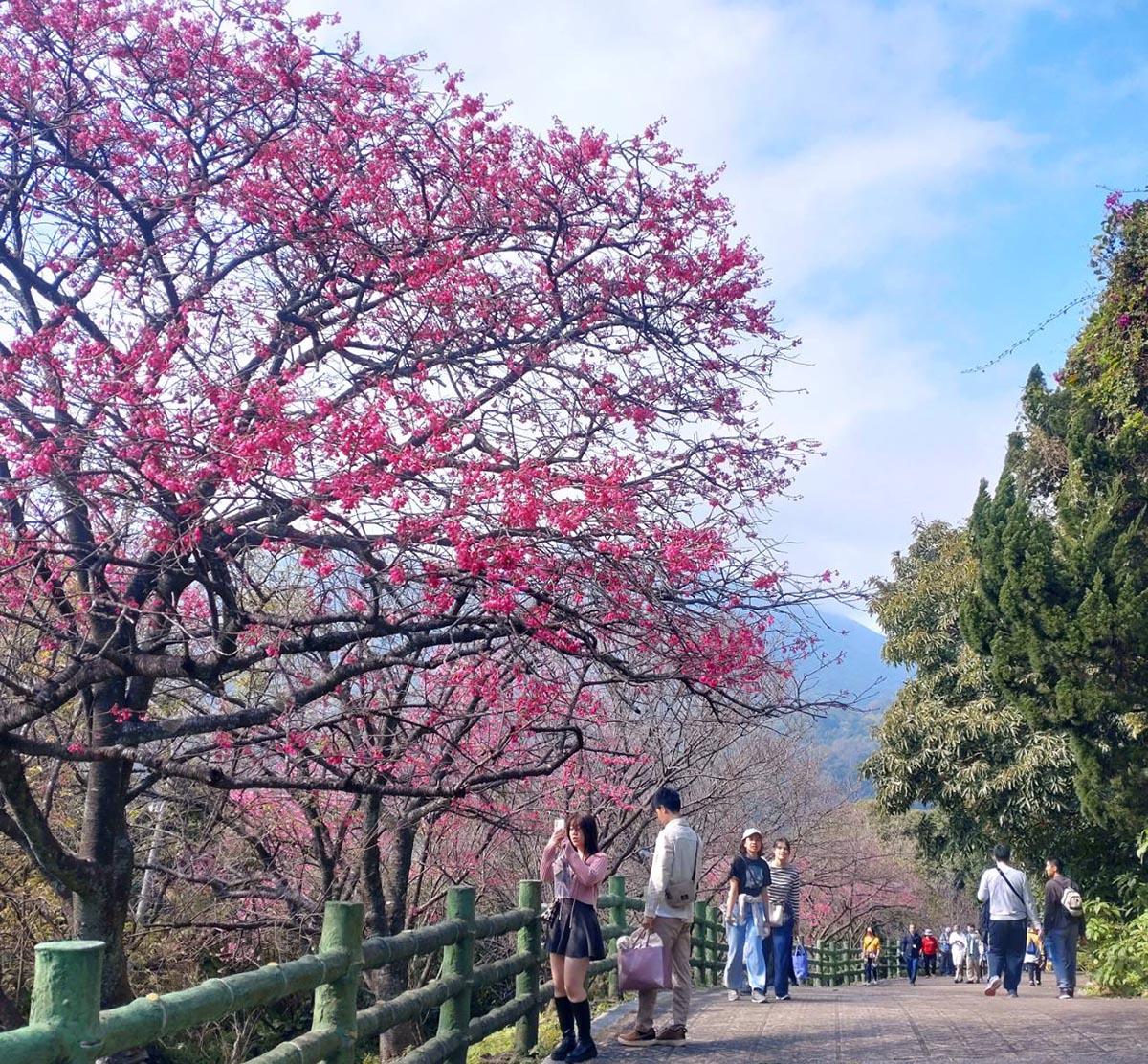 2026年陽明山花季已於花鐘廣場正式揭幕，花季展期至3月15日，從櫻花、杜鵑、茶花等花卉依序綻放。 圖：取自台北旅遊網