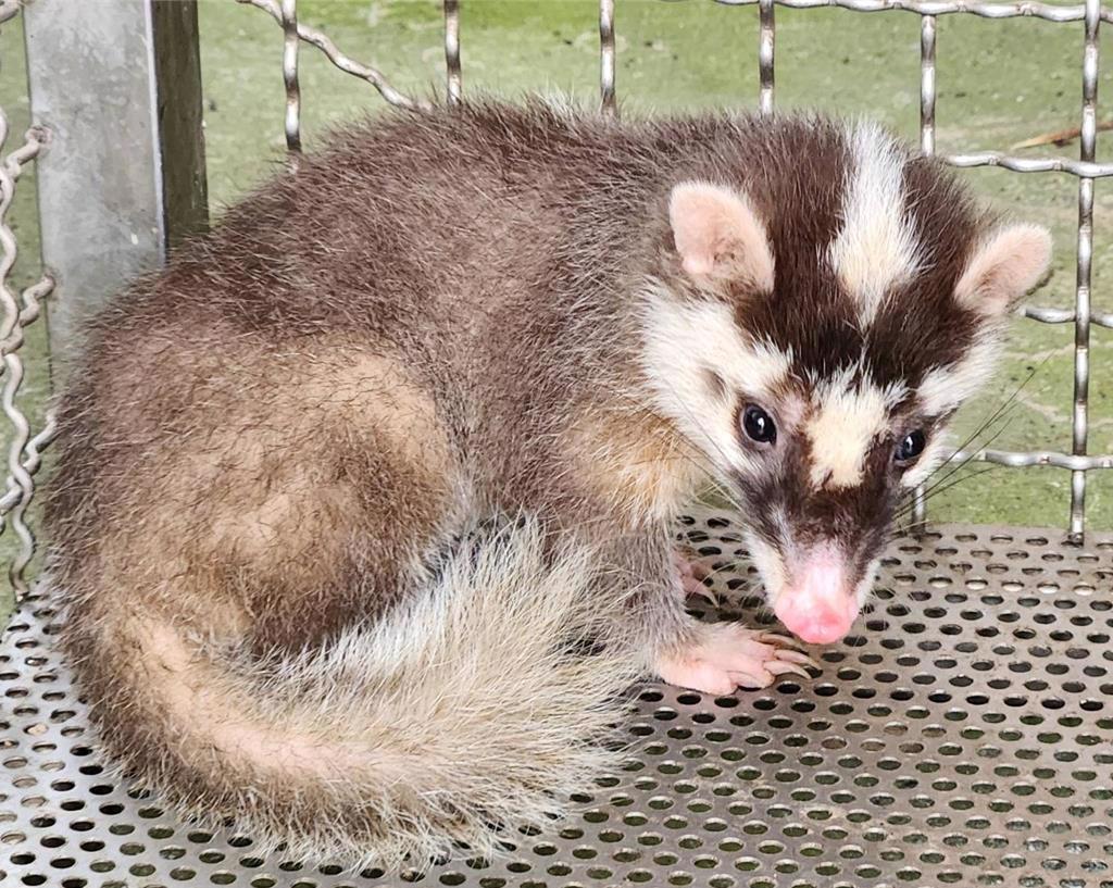 疾管署示警鼬獾狂犬病頻傳，春節走春遇野生動物勿觸碰餵食，以免染致命病毒。（鼬獾示意圖） 圖：新北市動保處／提供
