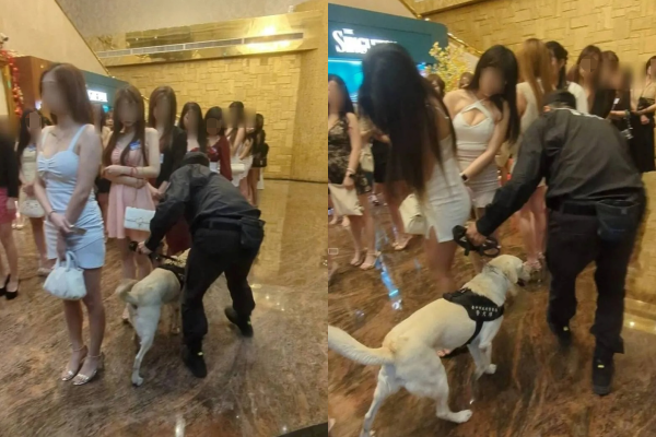 台中第五分局出動2隻警犬穿梭嗅聞，展現親民形象。 圖：翻攝畫面