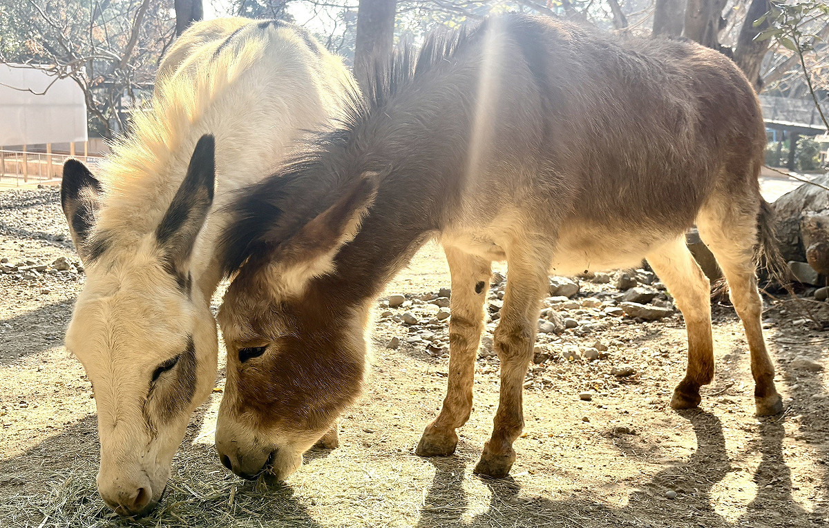 農曆春節到壽山動物園與可愛動物相見歡。 圖：高雄市觀光局/提供