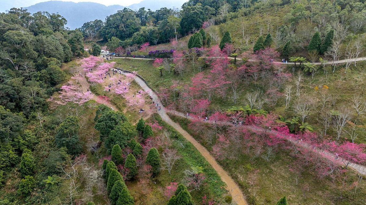 寶山二集團櫻花公園種植不同品種的櫻花，延長櫻花季時間。 圖：取自茂林風景管理區官網
