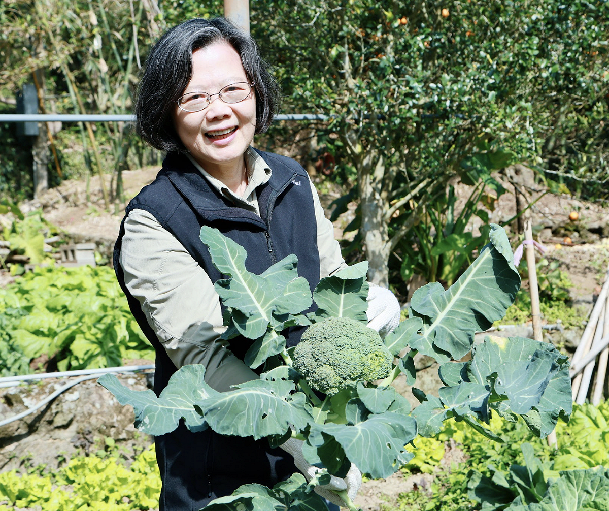 蔡英文拔菜為自己新年加菜。 圖：蔡英文辦公室提供