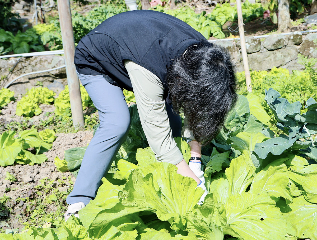 蔡英文很認真在拔菜。 圖：蔡英文辦公室提供