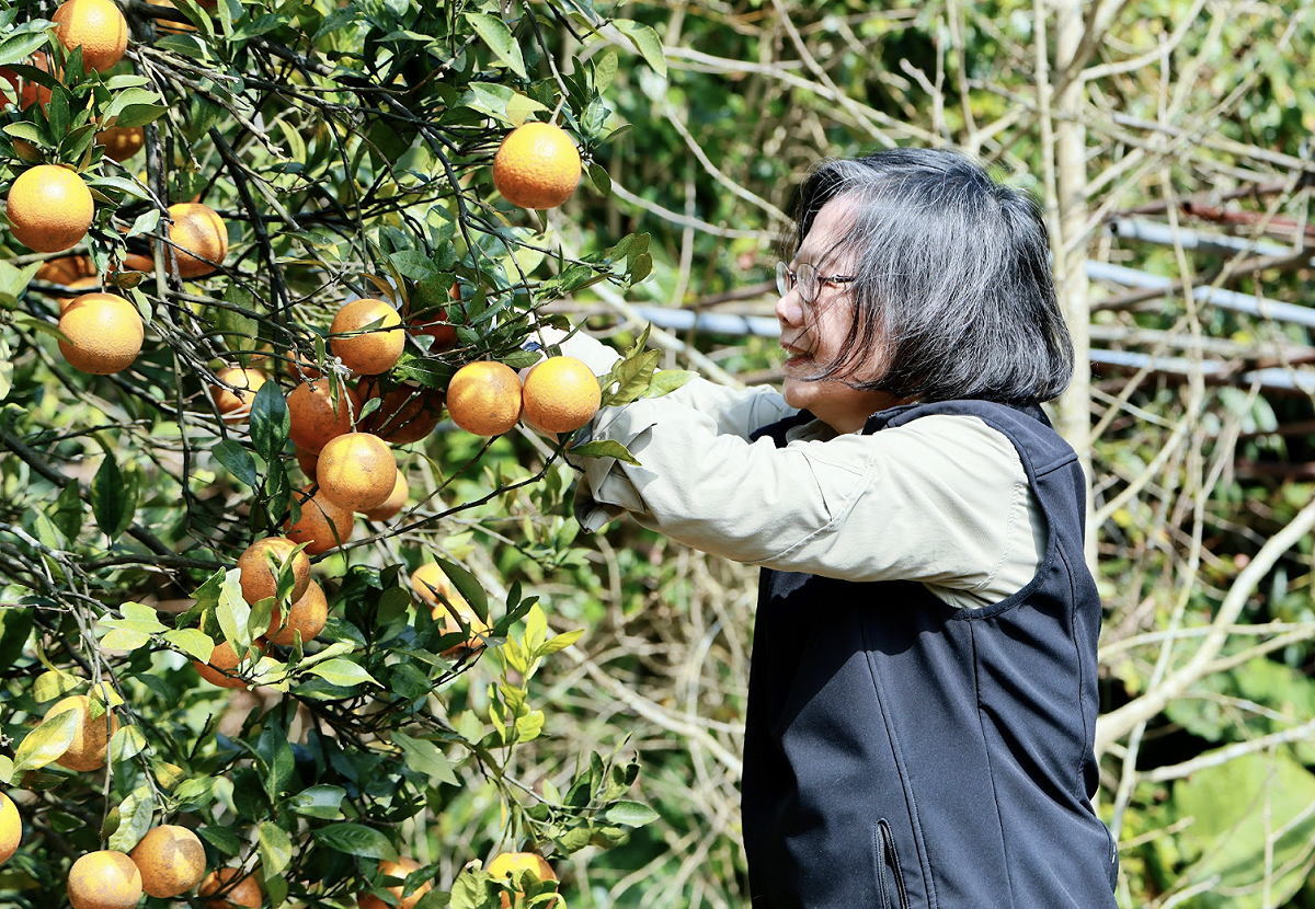 蔡英文也採了橘子。 圖：蔡英文辦公室提供