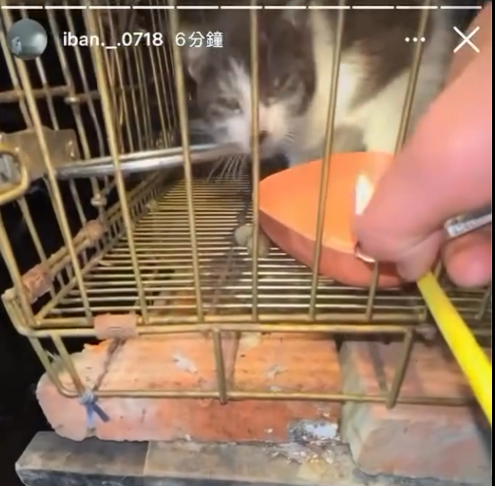 關西國中隊長虐貓，姆士捲讚大眾關注救回小貓，校方道歉並承諾將輔導與懲處。 圖：翻攝自Threads