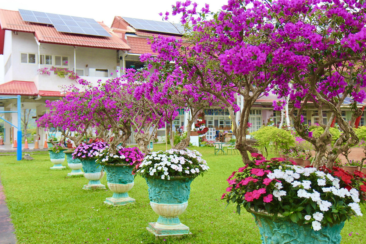 金竹國小九重葛進入盛開花期，繽紛花海在農曆春節為校園增添盎然生機。 圖：高雄市教育局/提供