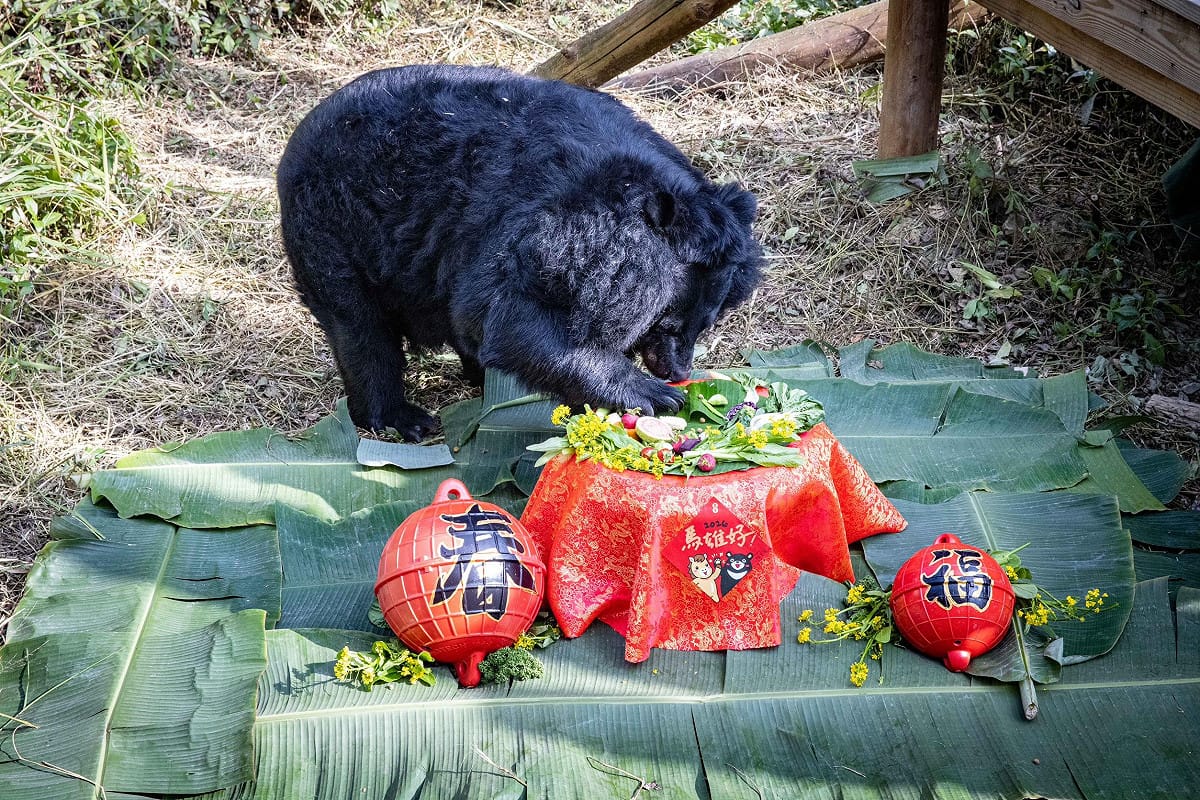 黑熊「瑪莉」老奶奶品嚐專屬佳餚。  圖：高雄市觀光局/提供