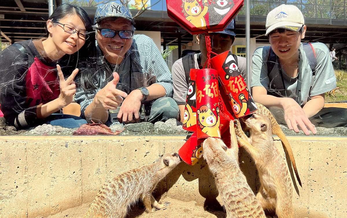 遊客至壽山動物園與可愛動物狐獴一起過新年。 圖：高雄市觀光局/提供