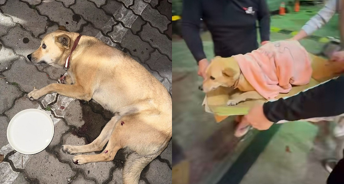 熱心民眾將墜樓犬隻送醫治療。 圖：翻攝自Threads/來源：lin19970823