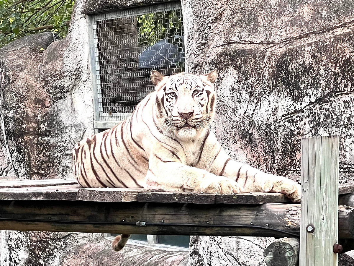 壽山動物園明星白老虎「昭海」，日前以高齡走完生命最後一程。 圖：高雄市觀光局／提供