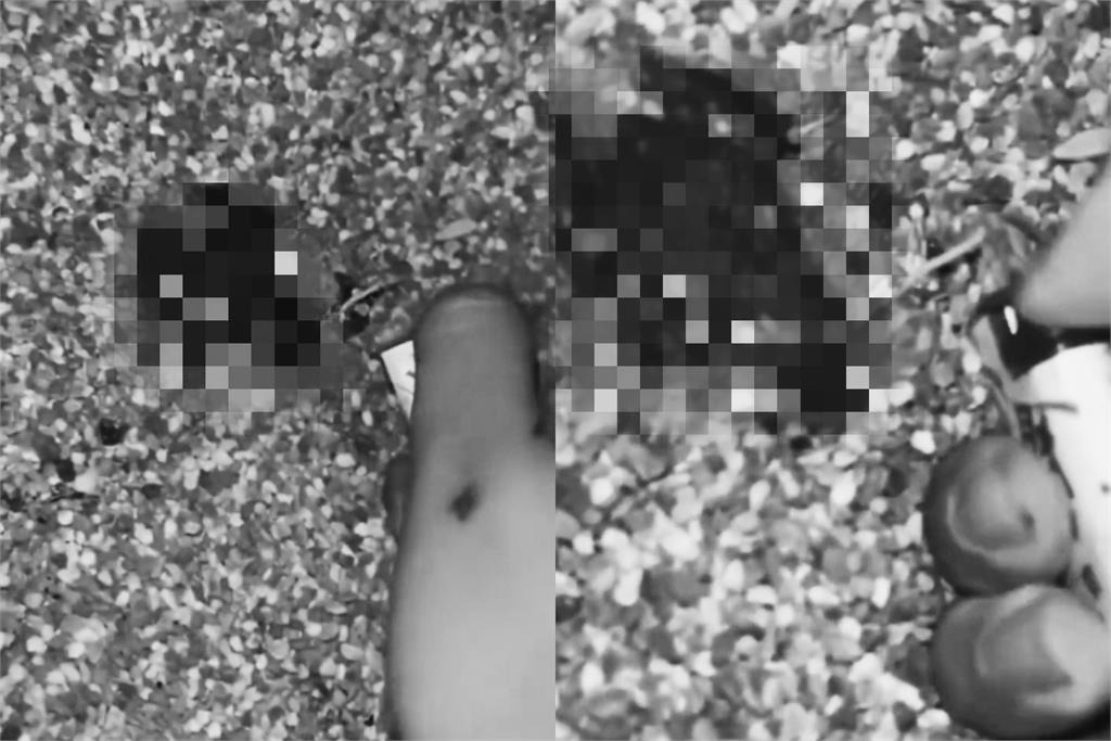 2名學生為當網紅，以鞭炮虐殺青蛙PO網。 圖：翻攝自Ｘ