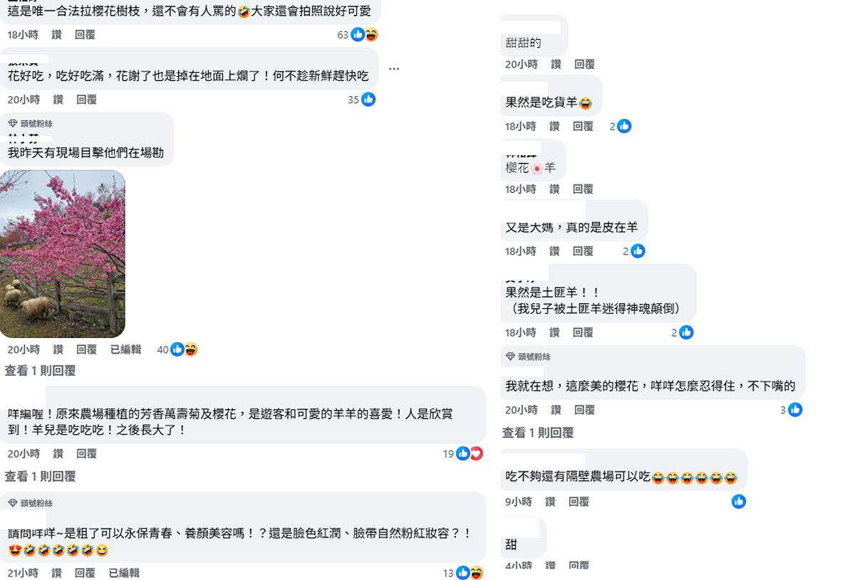最近適逢櫻花季，不少遊客在清境農場，看到綿羊主動拉樹枝吃花瓣，萌樣也融化不少網友。 圖：取自清境農場臉書