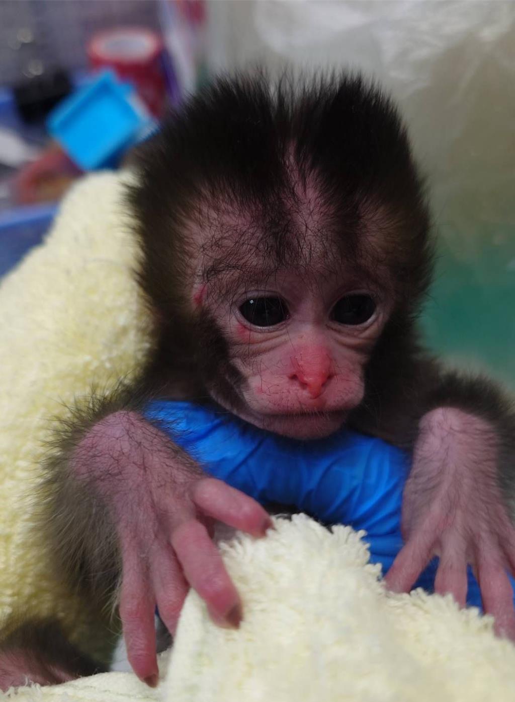 目前小猴食慾與活動力正常，園方將至少照顧至1歲並進行社會化訓練，是否野放將由農業局評估。 圖：壽山動物園 提供
