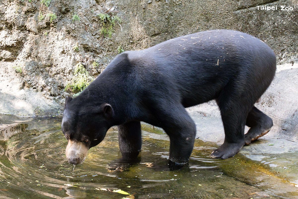 馬來熊「熊霸」是在台北市立動物園出生長大的馬來熊。 圖：台北市立動物園／提供