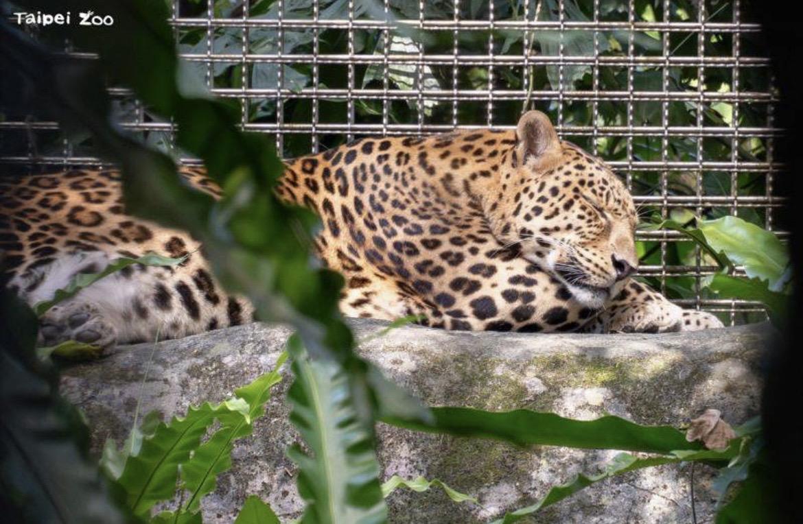 台北市立動物園雨林區的花豹「花郎」在昨(6)日過世，高齡18歲。 圖：翻攝自台北市立動物園官網