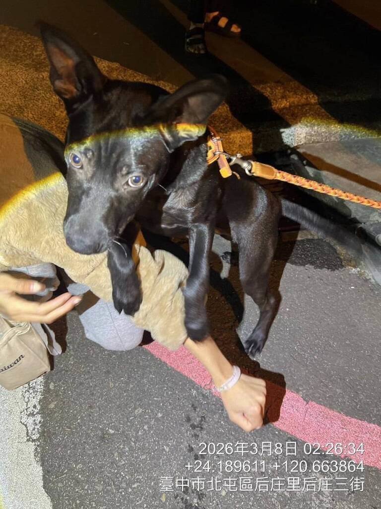 1名男子7日遭控在台中市北屯區路旁虐狗，動保處8日凌晨又獲報該名男子作勢拿香菸燙狗，立即會同警方到場扣留犬隻，後續將視檢查結果及調查情形開罰行為人。（台中市府提供）中央社記者蘇木春傳真　115年3月8日