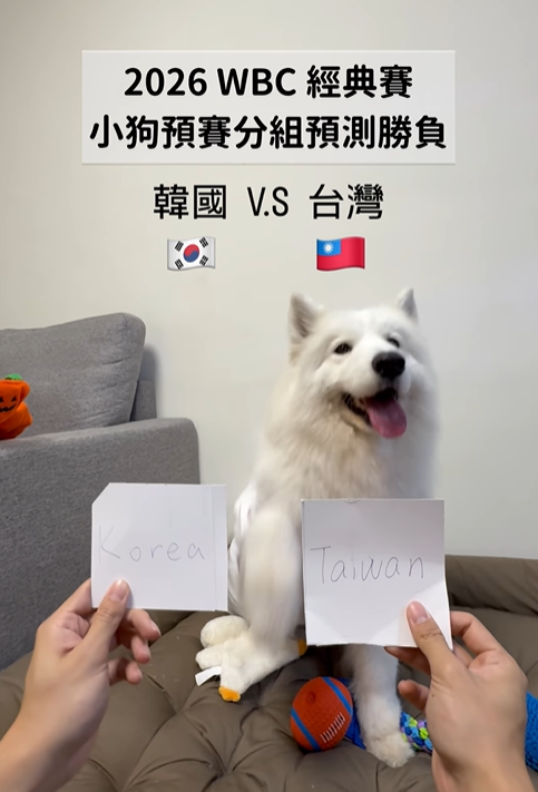 WBC開賽前名叫「萊芙」的薩摩耶犬預測台灣四戰的勝負，精準預測全中。 圖：翻攝自@lifewang_samoyed/IG