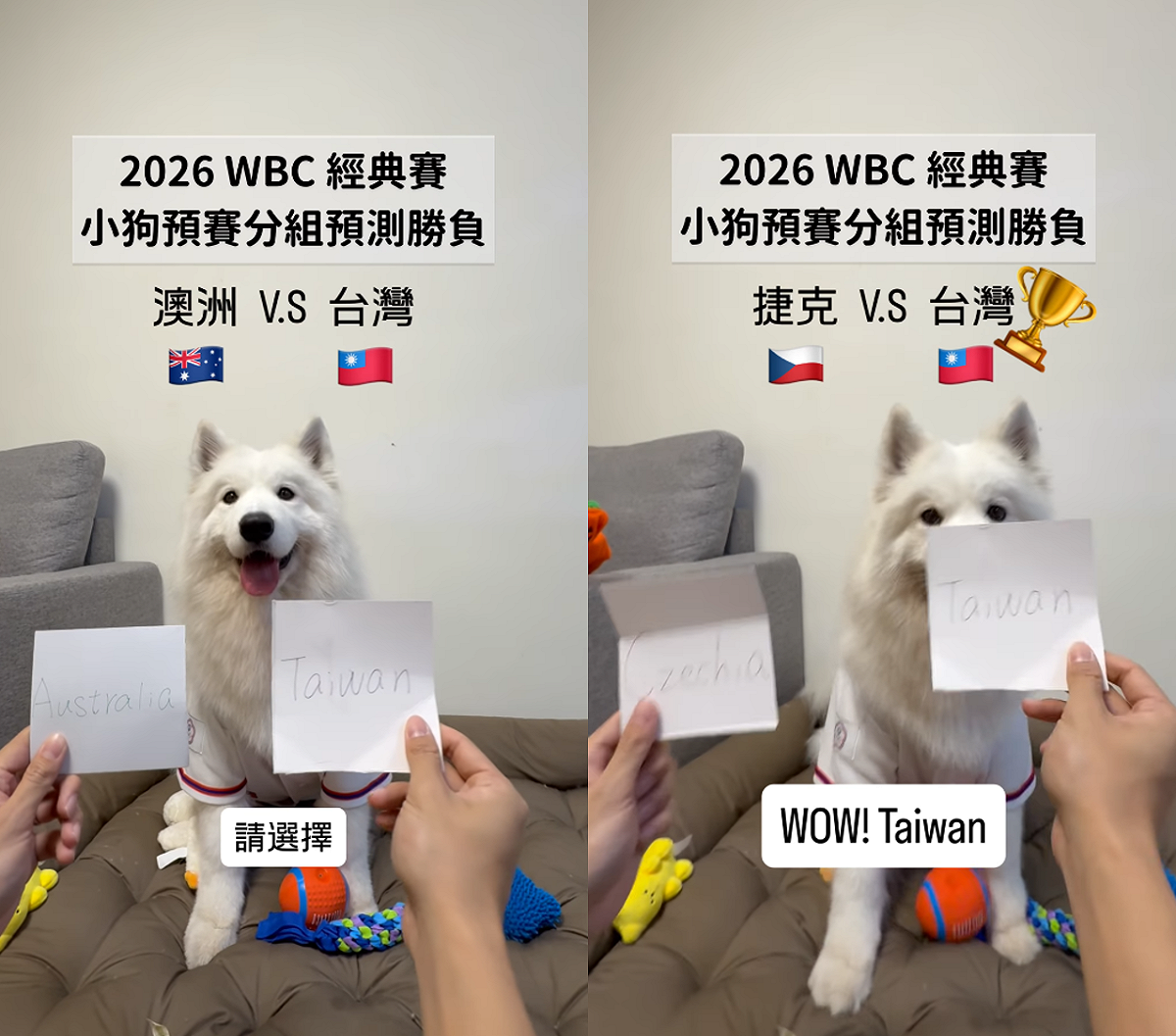 超人氣的網紅薩摩耶犬「萊芙」，台灣隊4場賽事的命中。 圖：取自lifewang_samoyed IG