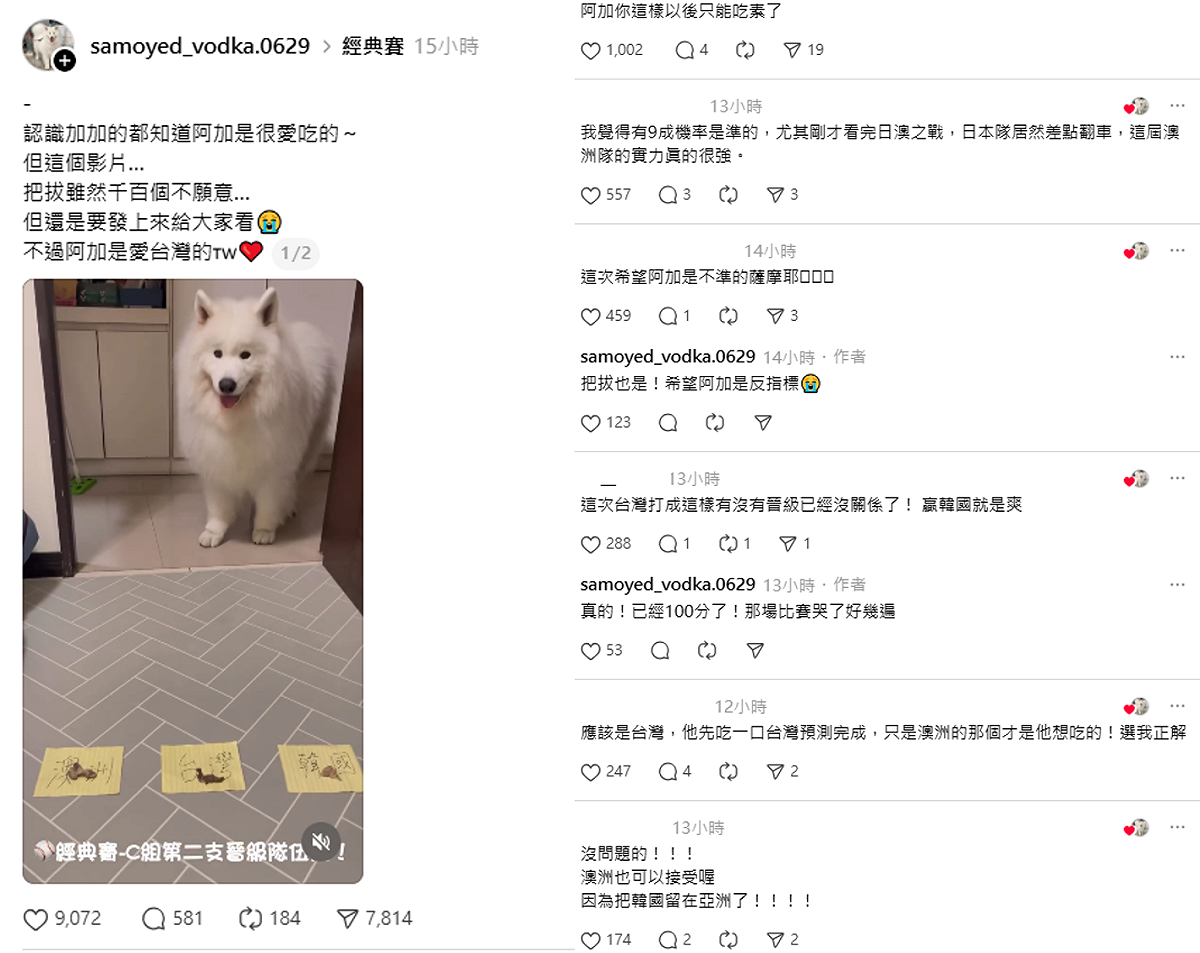 薩摩耶犬阿加做出WBC晉級預測，雖然在台灣的牌子猶豫很久，但最後終還是選擇澳洲。這結果讓網友心情複雜，「這次希望阿加是不準的薩摩耶」、「阿加你這樣以後只能吃素了」。 圖：取自samoyed_vodka.0629 Threads