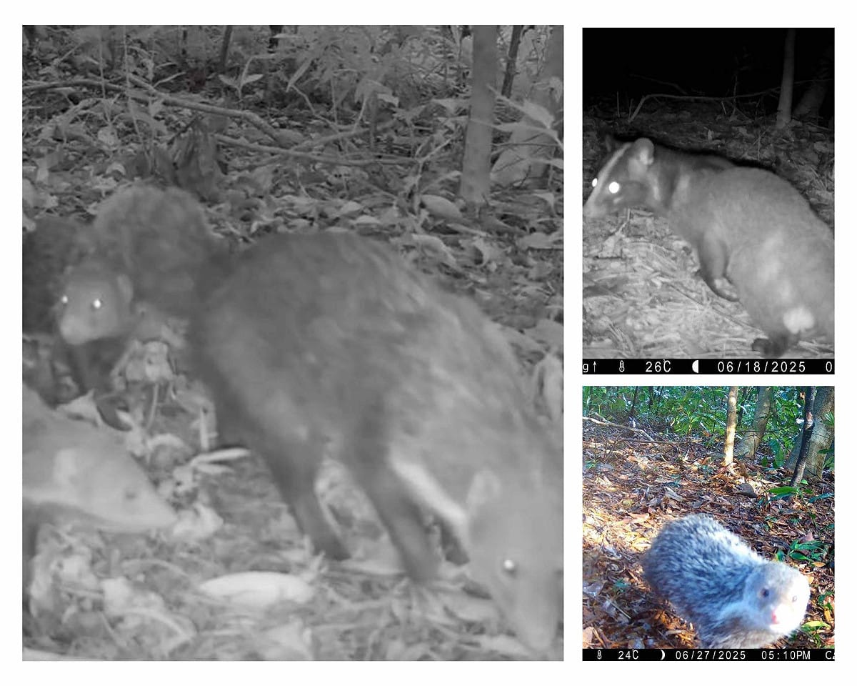 南港公園紅外線監測捕捉食蟹獴蹤跡，證實都市綠地具生態保育潛力。 圖：台北市公園處　提供／新頭殼　合成