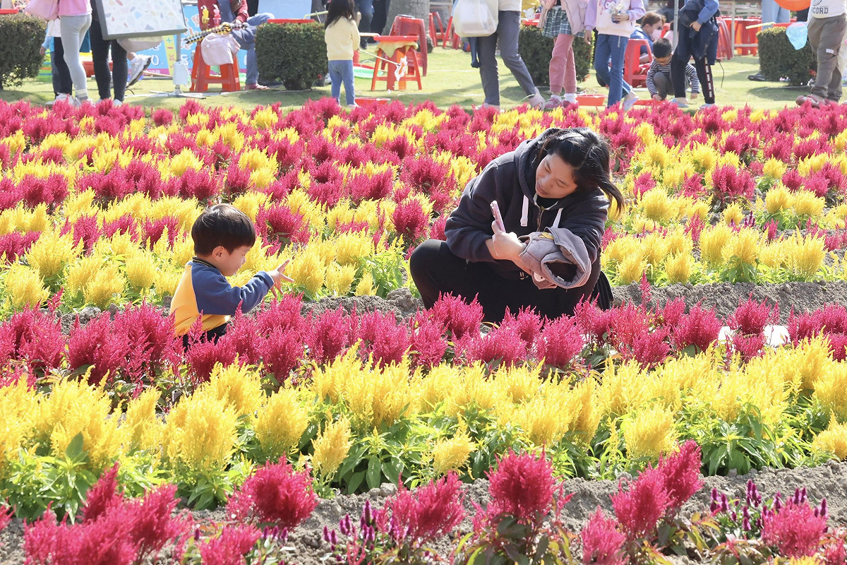 每年春季正逢學甲蜀葵花繽紛綻放，今年蜀葵景觀專區廣達2.6公頃，更首度構築多層次的五彩花毯，歡迎全國民眾利用假期走訪學甲，感受花海與在地農漁產業結合的獨特魅力。 圖：台南市政府提供