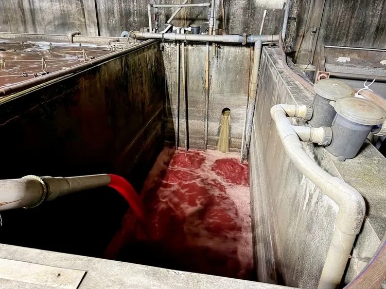 新北市泰山區中港南路「福伯食品有限公司」屠宰場非法私設暗管、繞流偷排血水，遭勒令停工。 圖：新北市環保局提供