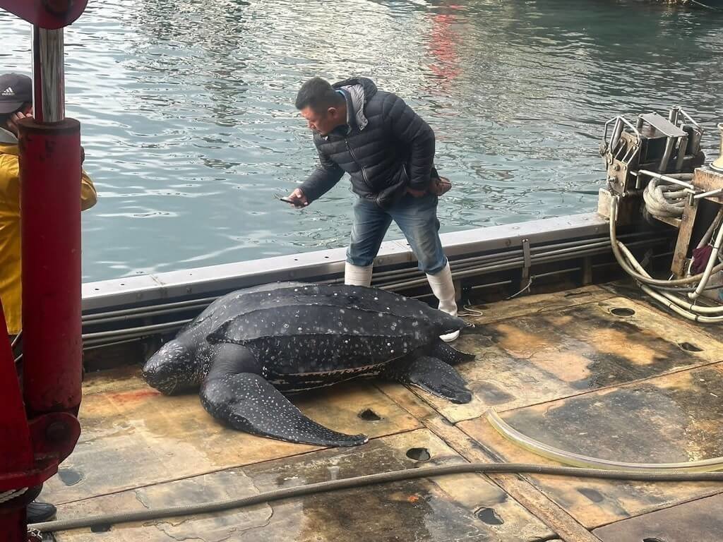 宜蘭梗枋定置漁場昨天發現一隻受困海龜，是海龜中體型最大的「革龜」（圖），身長148公分、重達280公斤，嘴部流血遭網具纏繞，後送至基隆市八斗子海之生救傷站收容治療。 圖：讀者提供