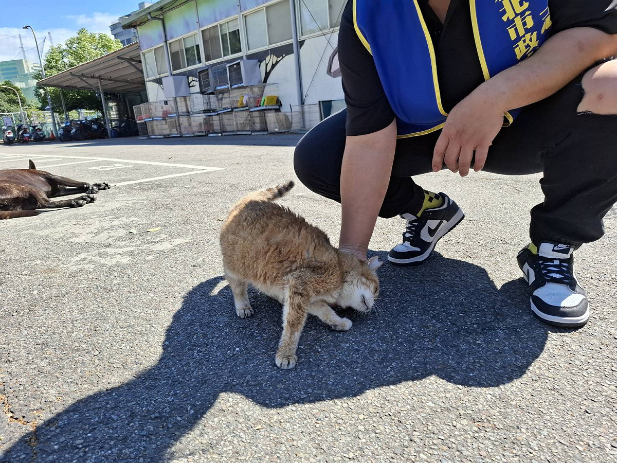 照護員與志工耐心陪伴鼓勵「花奶奶」。 圖：新北市政府動物保護防疫處／提供