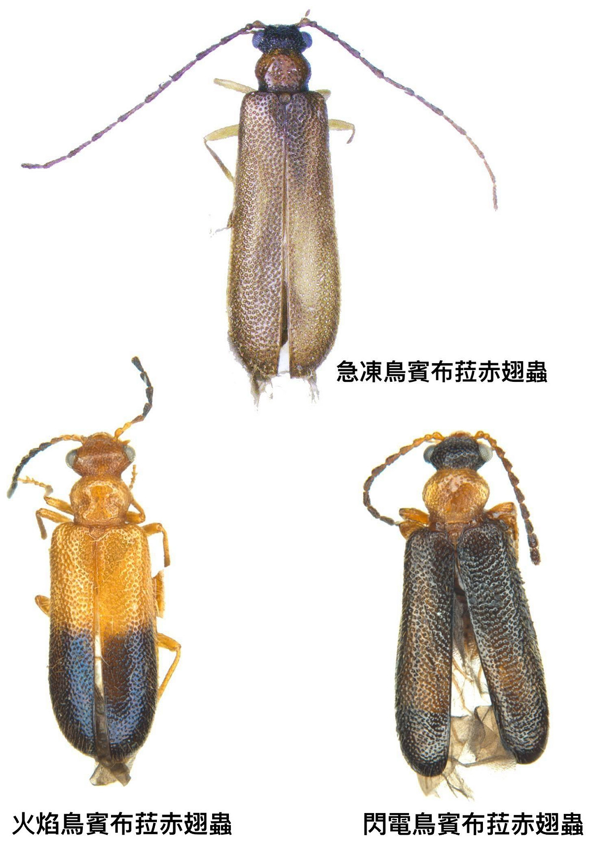 興大昆蟲學系蕭昀助理教授以《寶可夢》中「三神鳥」—急凍鳥、火焰鳥、閃電鳥為新物種命名。 圖：中興大學/提供