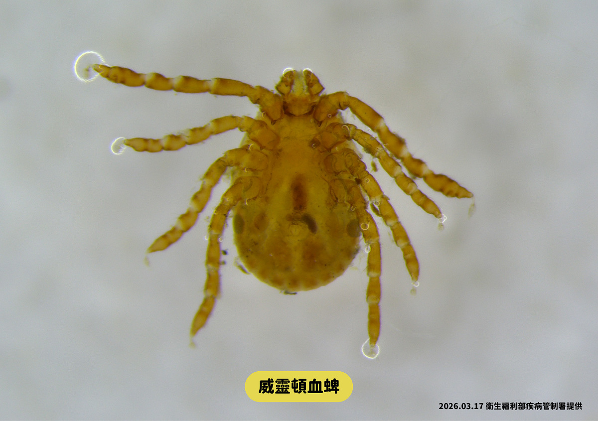 疾管署提醒，蜱蟲俗稱「壁蝨」或「八腳怪」，4月至10月為國內活動旺季，除SFTS外也可傳播萊姆病、Q熱等疾病。 圖：疾管署／提供