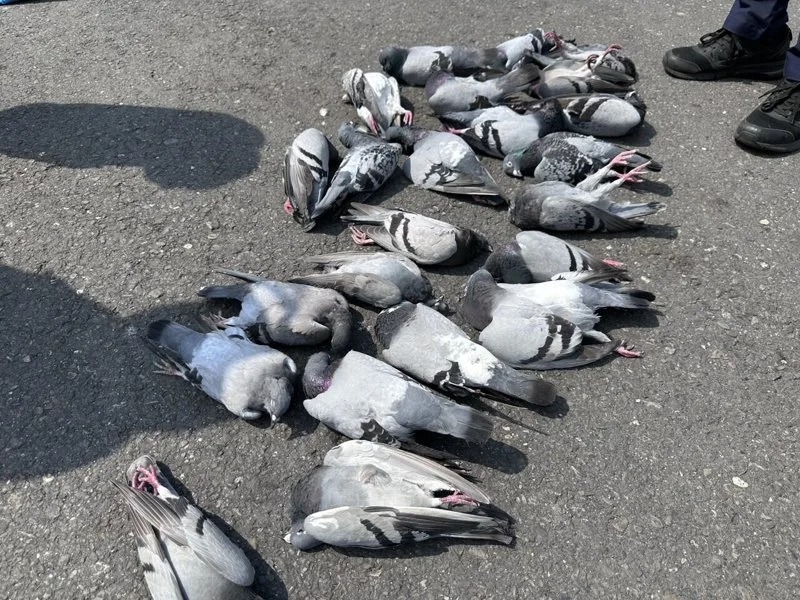 婦人餵食白米後，約24隻鴿子墜地死亡。 圖：翻攝畫面