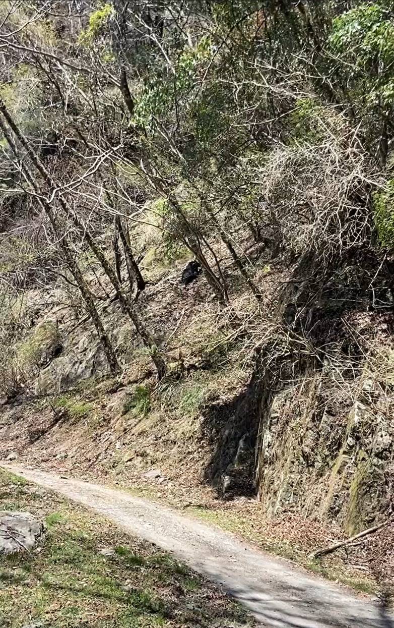 有山友在登山時，驚見台灣黑熊現蹤 圖：雪管處／提供