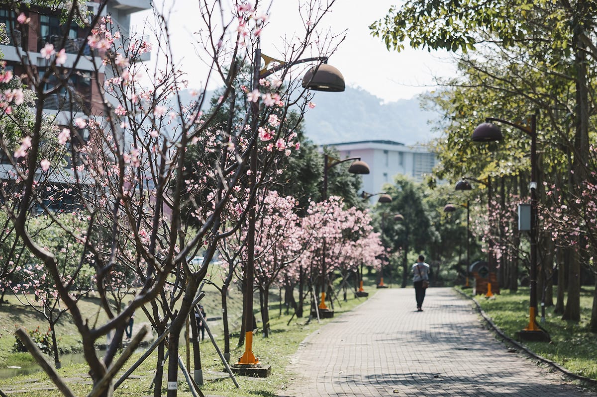 北大櫻花祭3/21登場，漫步在鳶飛大道欣賞美景。 圖：台北大學／提供