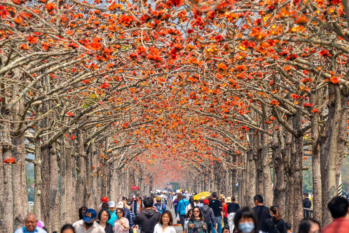 木棉花道盛開的紅焰花朵將道路染成火紅色。 圖：翻譯自西拉雅國家風景區管理處