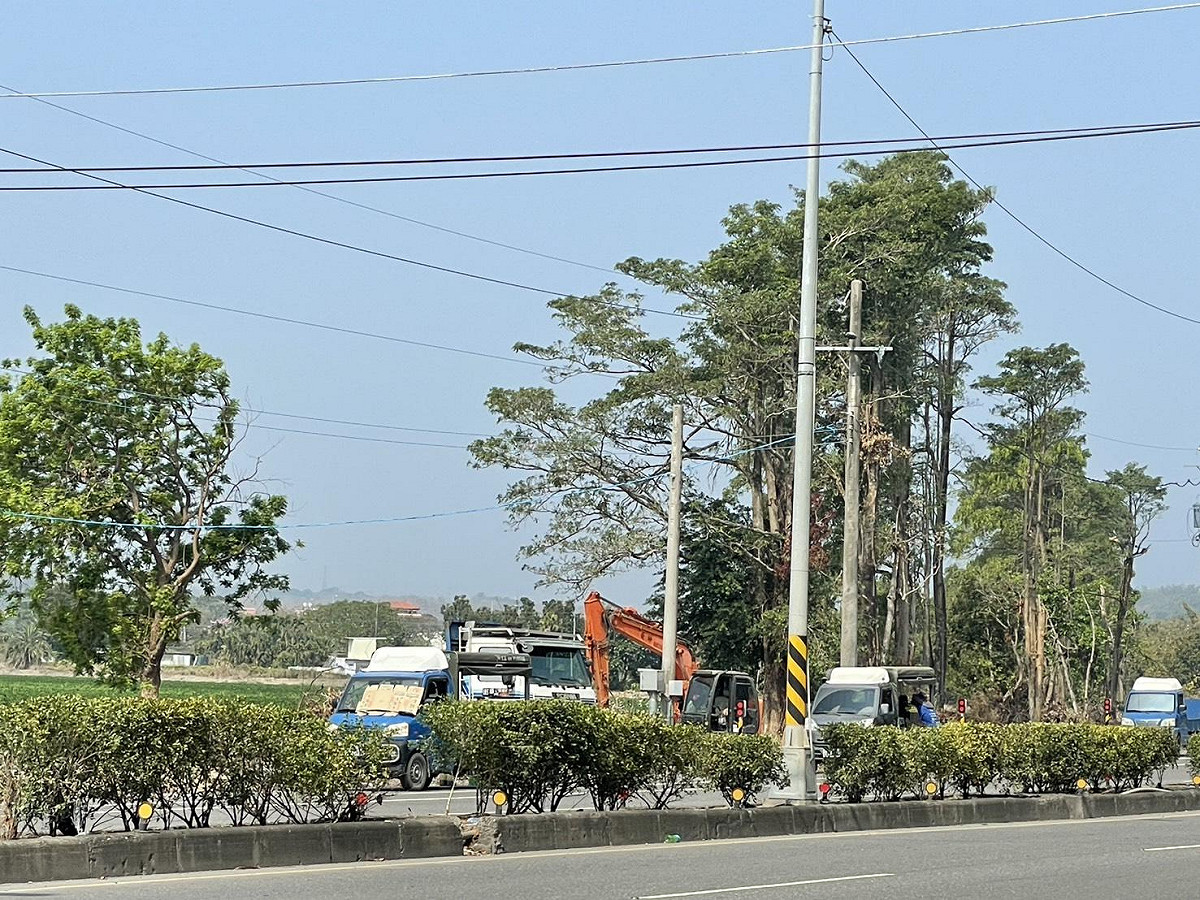 台糖農曆過年後將持續砍伐臨路第一排樹木。 圖：邱議瑩辦公室/提供