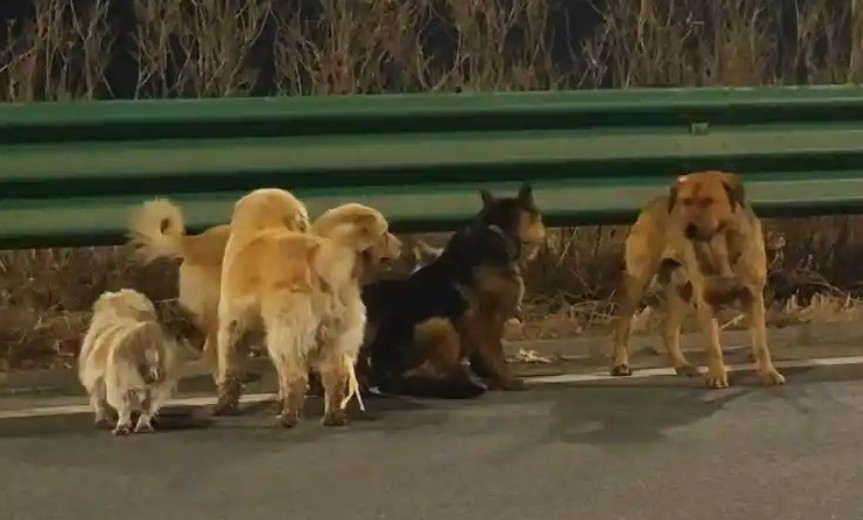 中國吉林有民眾目擊 7 隻不同品種犬隻在高速公路旁列隊前行並拍下畫面上網求助。 圖：翻攝自百度