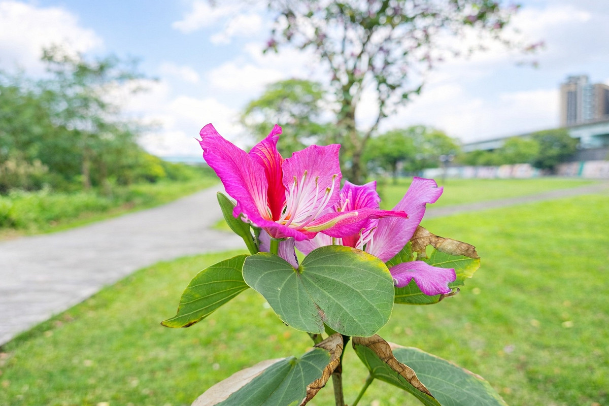 花影與綠意交織，勾勒出春日河濱最迷人的風景。 圖：取自新北市高灘地工程管理處