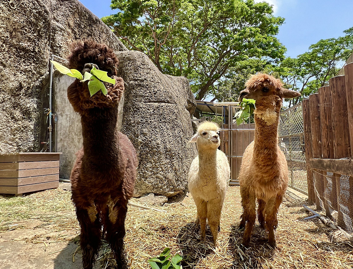 壽山動物園羊駝家族。 圖：高雄市觀光局/提供