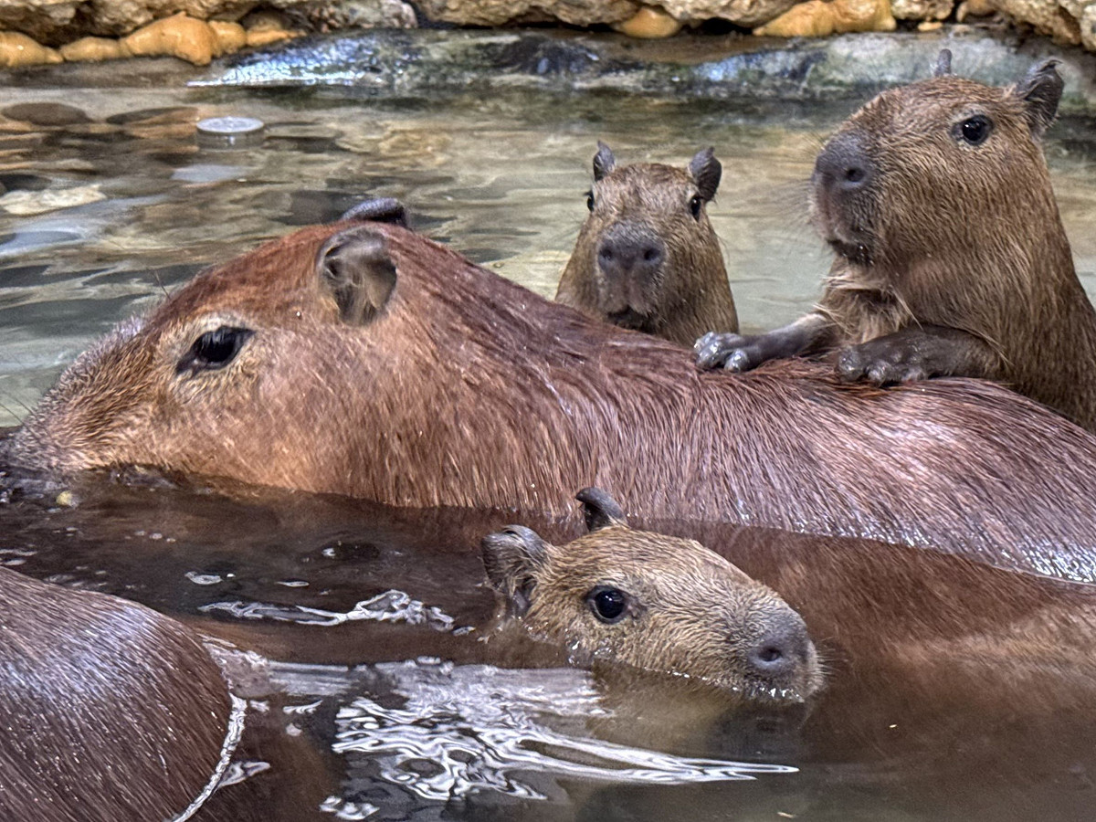 壽山動物園水豚家族。 圖：高雄市觀光局/提供