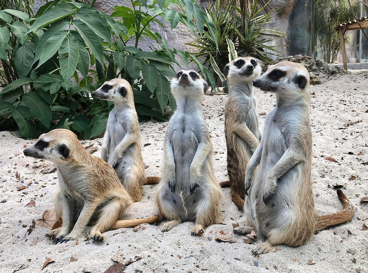 壽山動物園狐獴家族。 圖：高雄市觀光局/提供