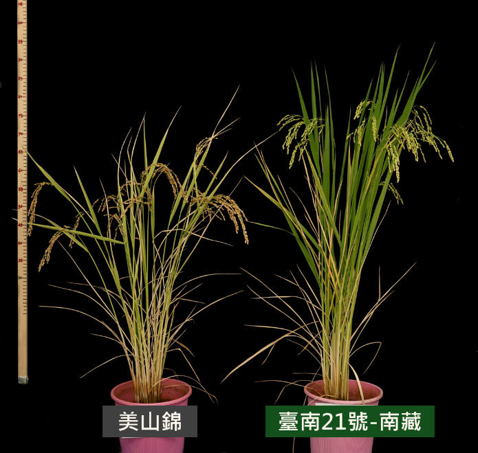 「台南21號－南藏」結合了日本酒米「美山錦」的釀造特性以及「台南21號－南藏」的環境適應性 圖：台南區農業改良場鹿草分場／提供
