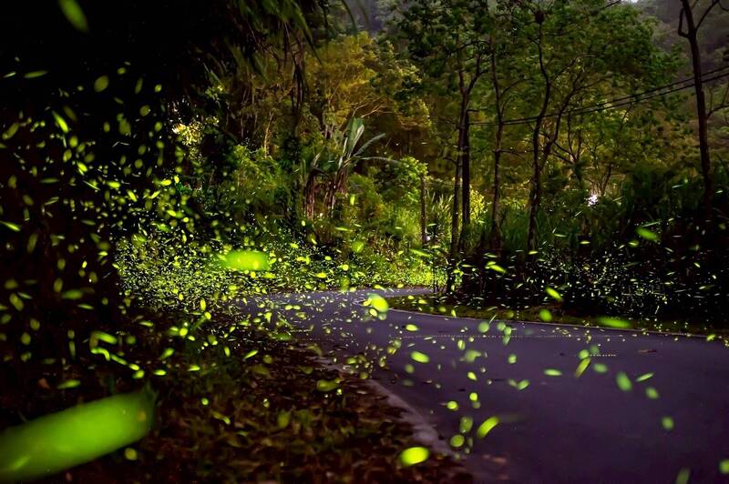 縣府提醒，'賞螢時「勿大聲喧嘩」、「不抓螢火蟲」「注意光源亮度」 圖：宜蘭縣政府／提供