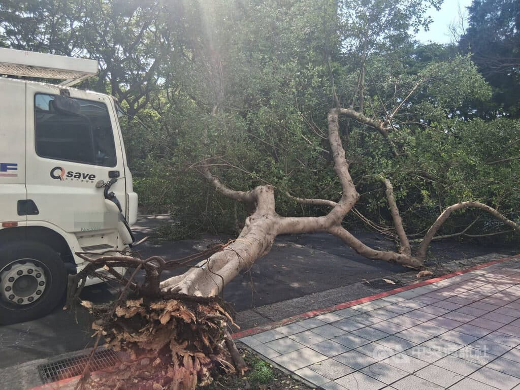 北市警消26日獲報，大安區敦化南路二段發生路樹遭拖吊車不慎勾拉傾倒，幸無人傷。（翻攝照片）中央社記者黃麗芸傳真　115年3月26日