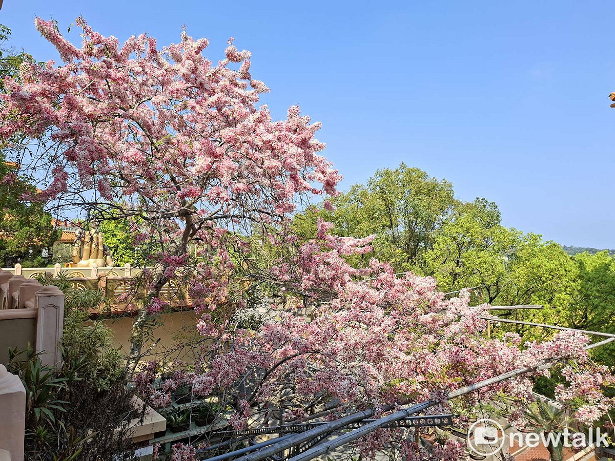 春意盎然、百花齊放，位於玉山寶光聖堂的花旗木近期已陸續綻放，粉紅花海隨風搖曳、景致如詩如畫。 圖：台南市政府提供