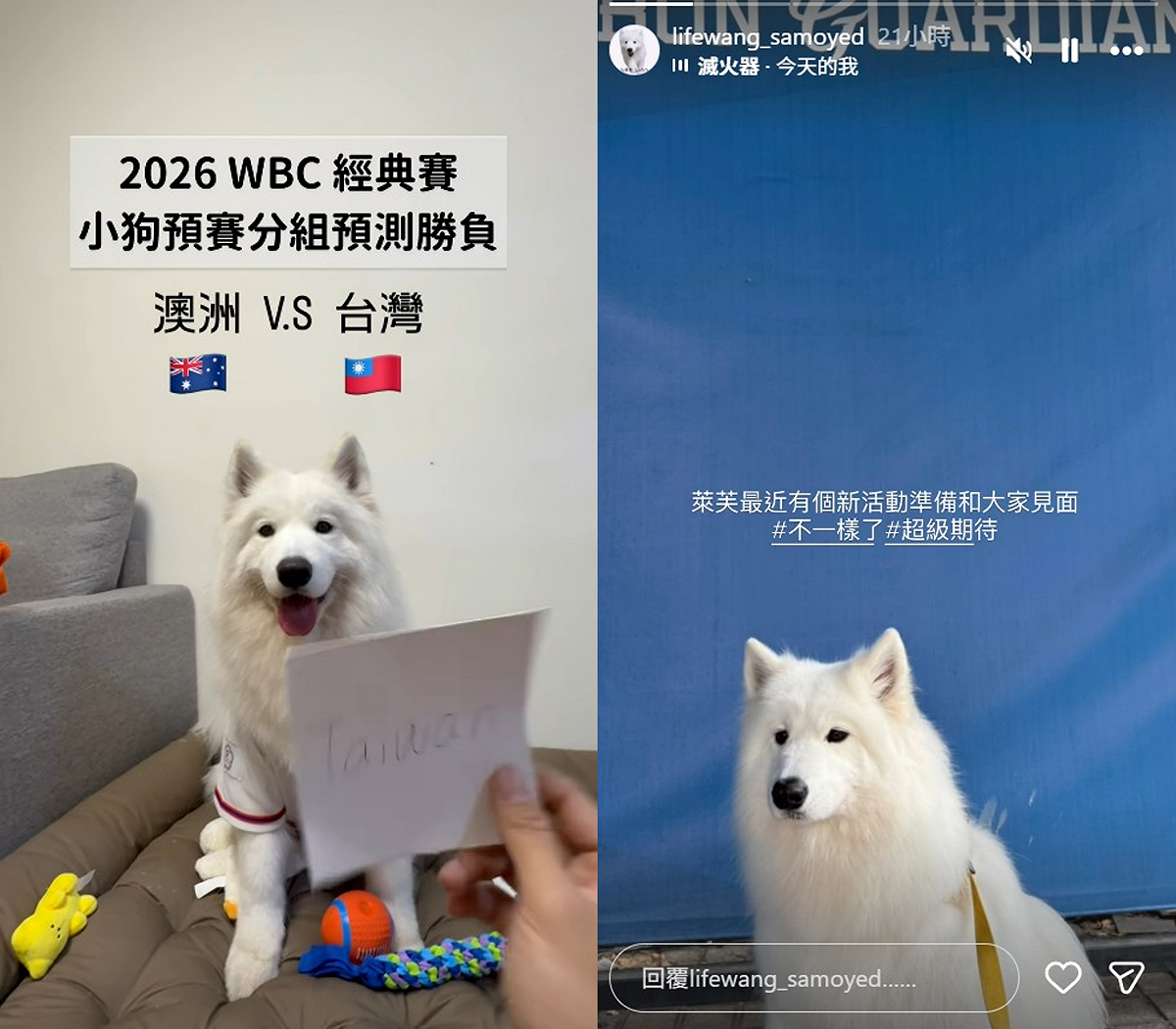 今年WBC經典賽期間，神準預測台灣隊戰績的薩摩耶犬萊芙，被網友封為「神犬萊芙」，並因此爆紅。 圖：翻攝自lifewang_samoyed IG