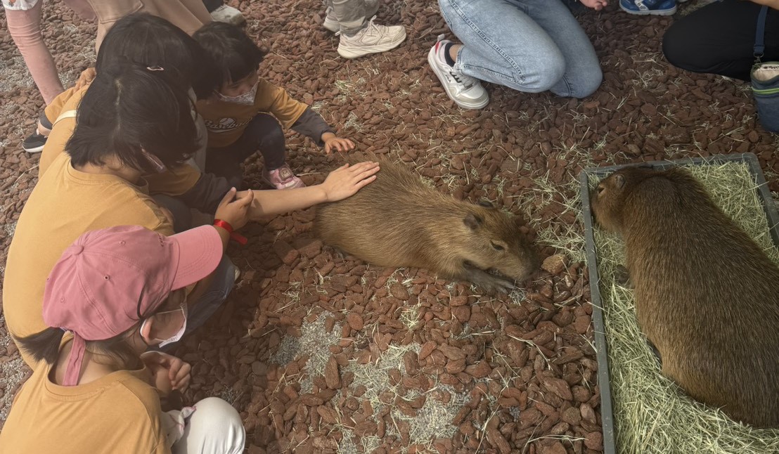 小朋友近距離撫摸水豚等可愛動物直呼好可愛。 圖：雲天宮籌建顧問團/提供