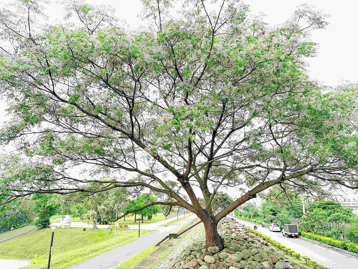 一串串苦楝花垂掛枝頭，與青綠交織出優雅風景。 圖：新北市政府高灘地工程管理處／提供